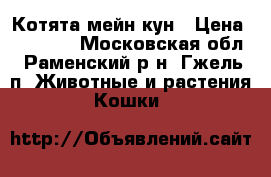 Котята мейн-кун › Цена ­ 15 000 - Московская обл., Раменский р-н, Гжель п. Животные и растения » Кошки   